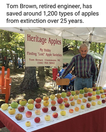 20250128-apples.jpg