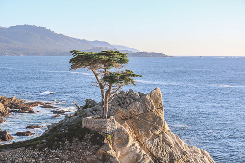 20250509-Lone-Cypress.jpg