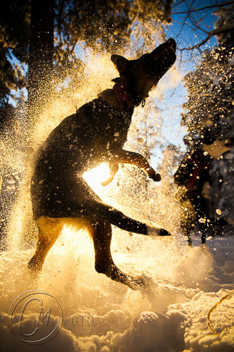 20250517-DogShake.jpg