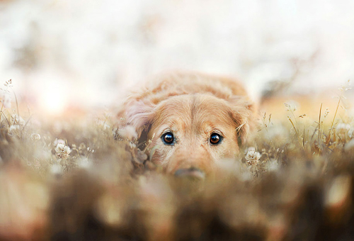 20250517-Doggointheweeds.jpg