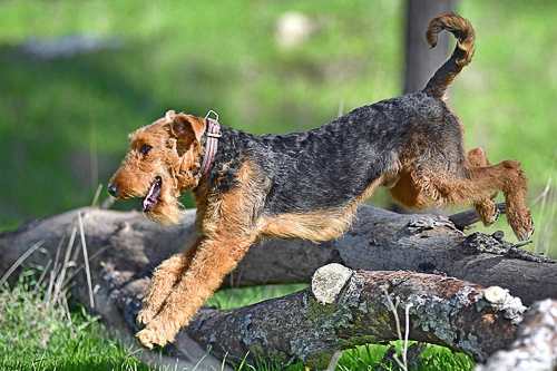 20250531-Airedale-Images.jpg
