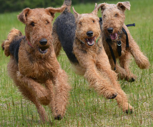 20250531-Airedale-Terriers.jpg