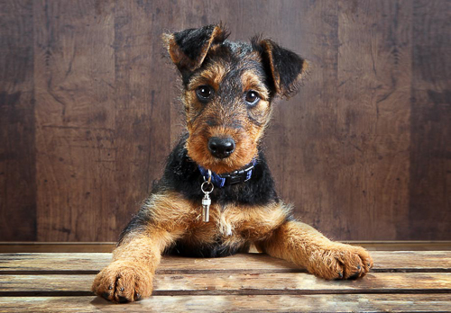 20250531-Airedale_Terrier_SERP.jpg