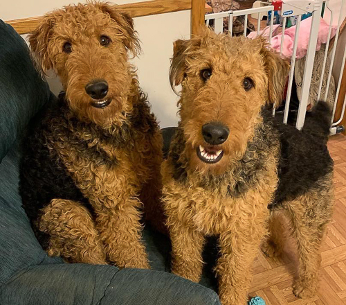 20250531-airedale-terriers-smiling-together.jpg