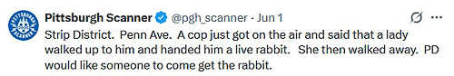 20250603-rabbit.jpg