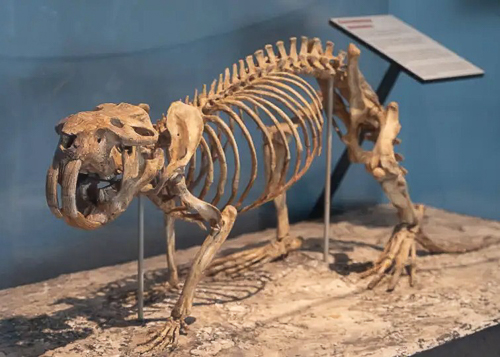 20250715-GiantBeaver.jpg