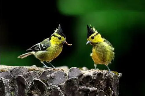 20250718-yellow-cheeked-tits.jpg