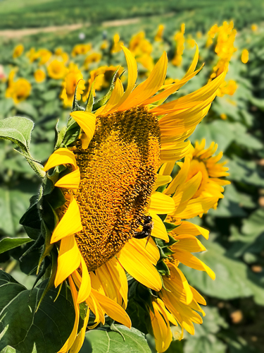 20250726-20250726-sunflowers.jpg