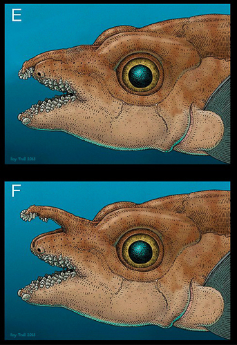 20250912-GhostShark.jpg