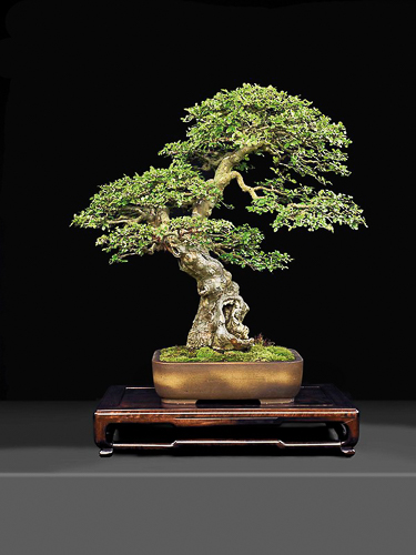 20250927-LyndenBonsai.jpg