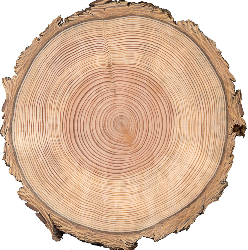 20251010-wood-slice.jpg