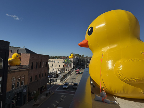 20251014-Ducks.jpg