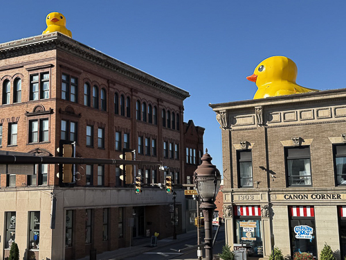 20251014-Ducks3.jpg