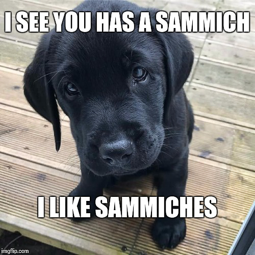 20251107-Sammichdoggo.jpg