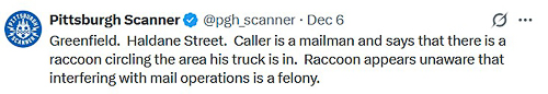 20251210-racoon.jpg