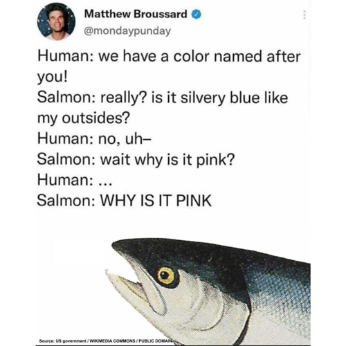 20260517-salmon.jpg
