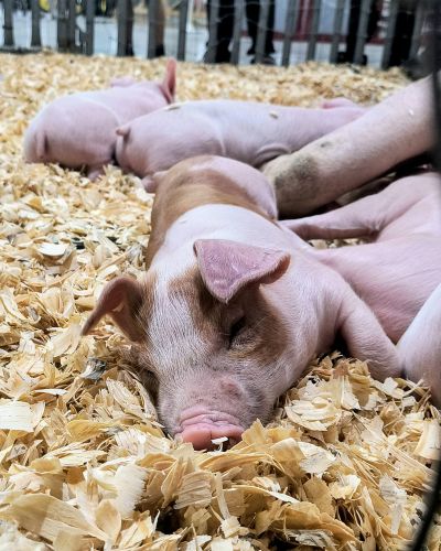 20260724-piggies.jpg