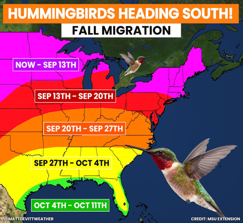 20260831-hummingbirdmigration.jpg