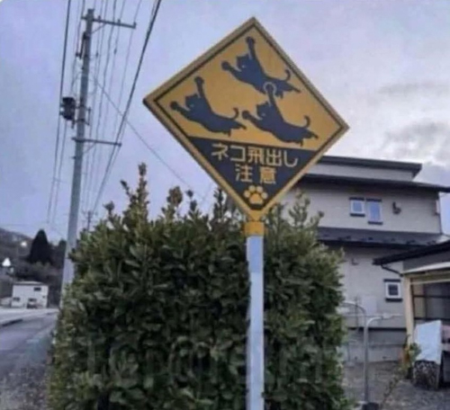 20260920-NinjaCat.jpg