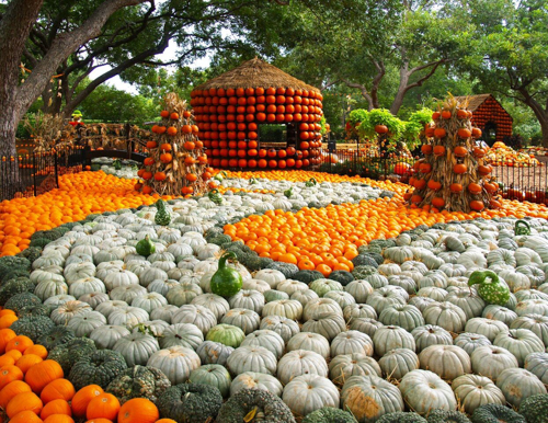 20261001-arboretum-pumpkins1.jpg