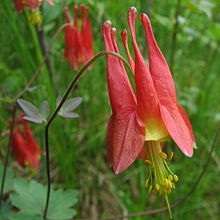 220px-Wild_Columbine.jpg