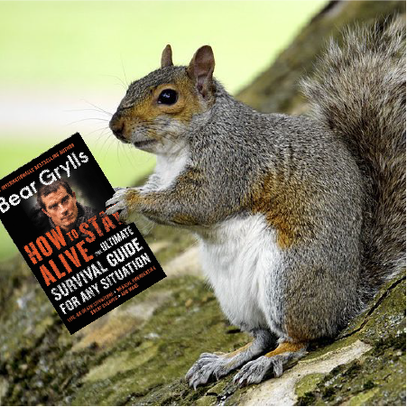 250727-ClosingSquirrel.png