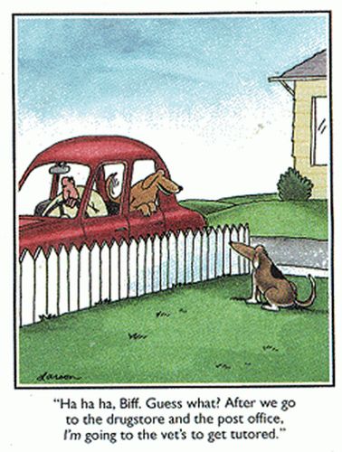 288674c2d17547b9805710aa611be4ee--funniest-cartoons-dog-cartoons.jpg