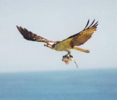 2Osprey.jpg