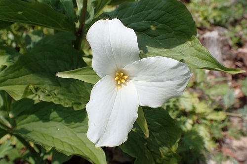 3-Trillium.jpg