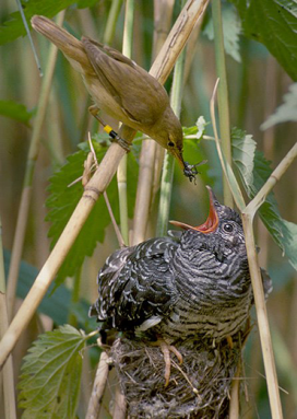 370_Reed_warbler_cuckoo-272x383.png