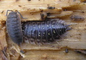 3_bugs_isopod.jpg