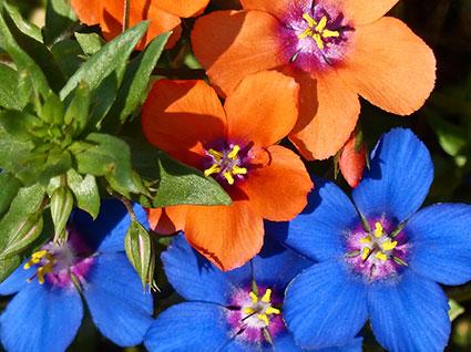 425x318-Blue-and-Scarlet-Pimpernel.jpg