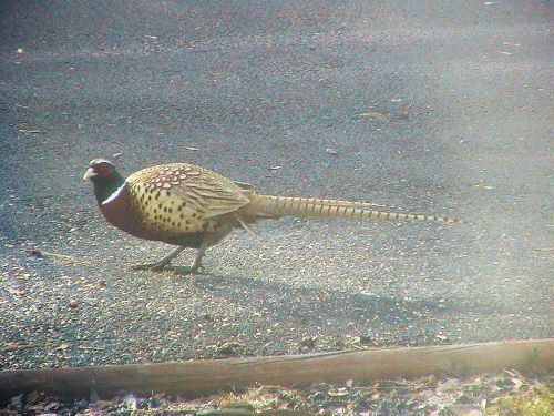 7Pheasant2.JPG