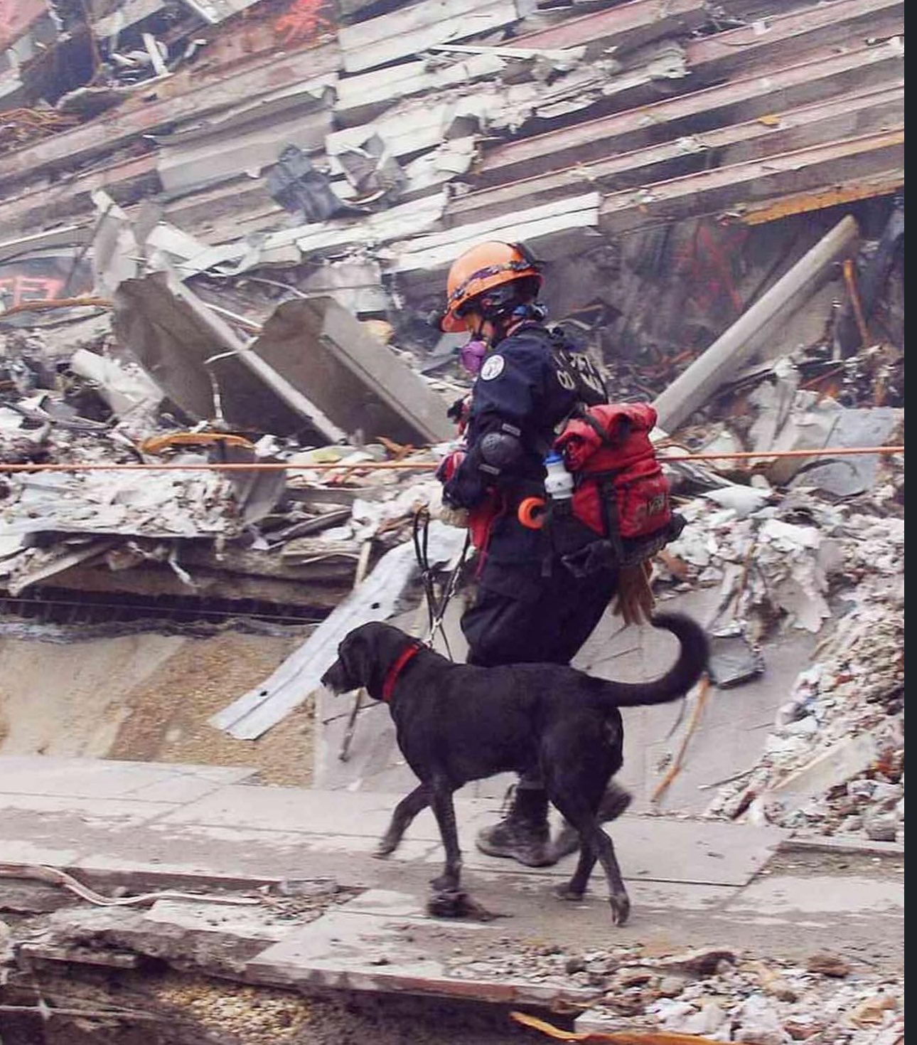 911doggo.jpg