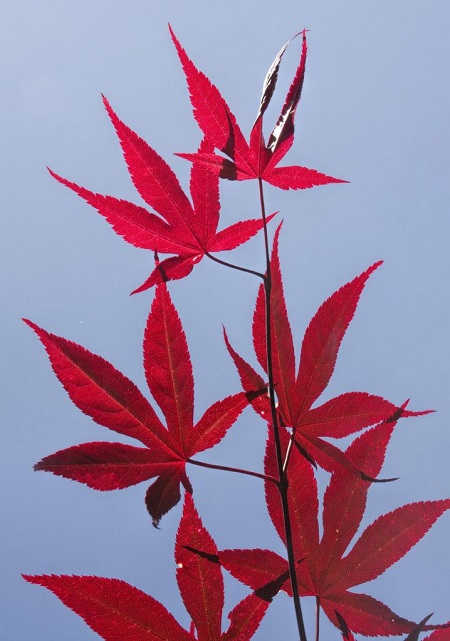 Acer-palmatum-Wol.jpg