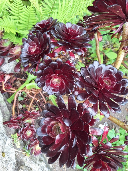 Aeonium_Arboreum.jpg