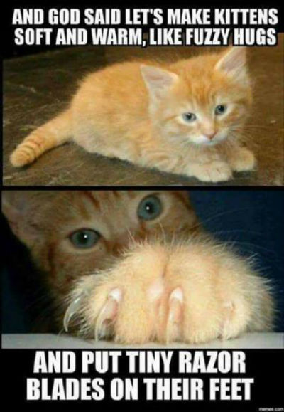 And-God-created-kitties.jpg