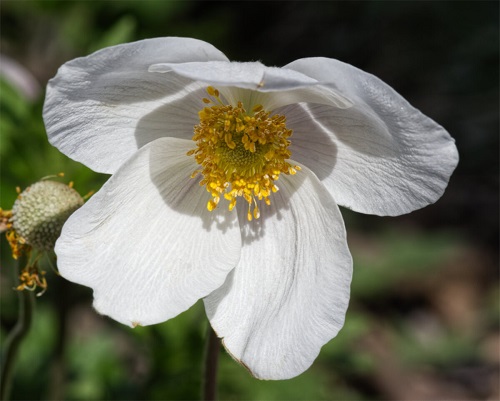 Anemone-ee.jpg