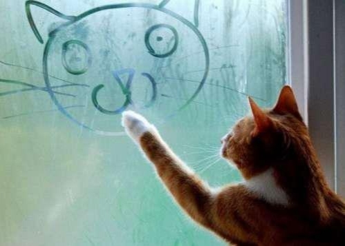 Artistic-Cat-Drawing-on-Window.jpg