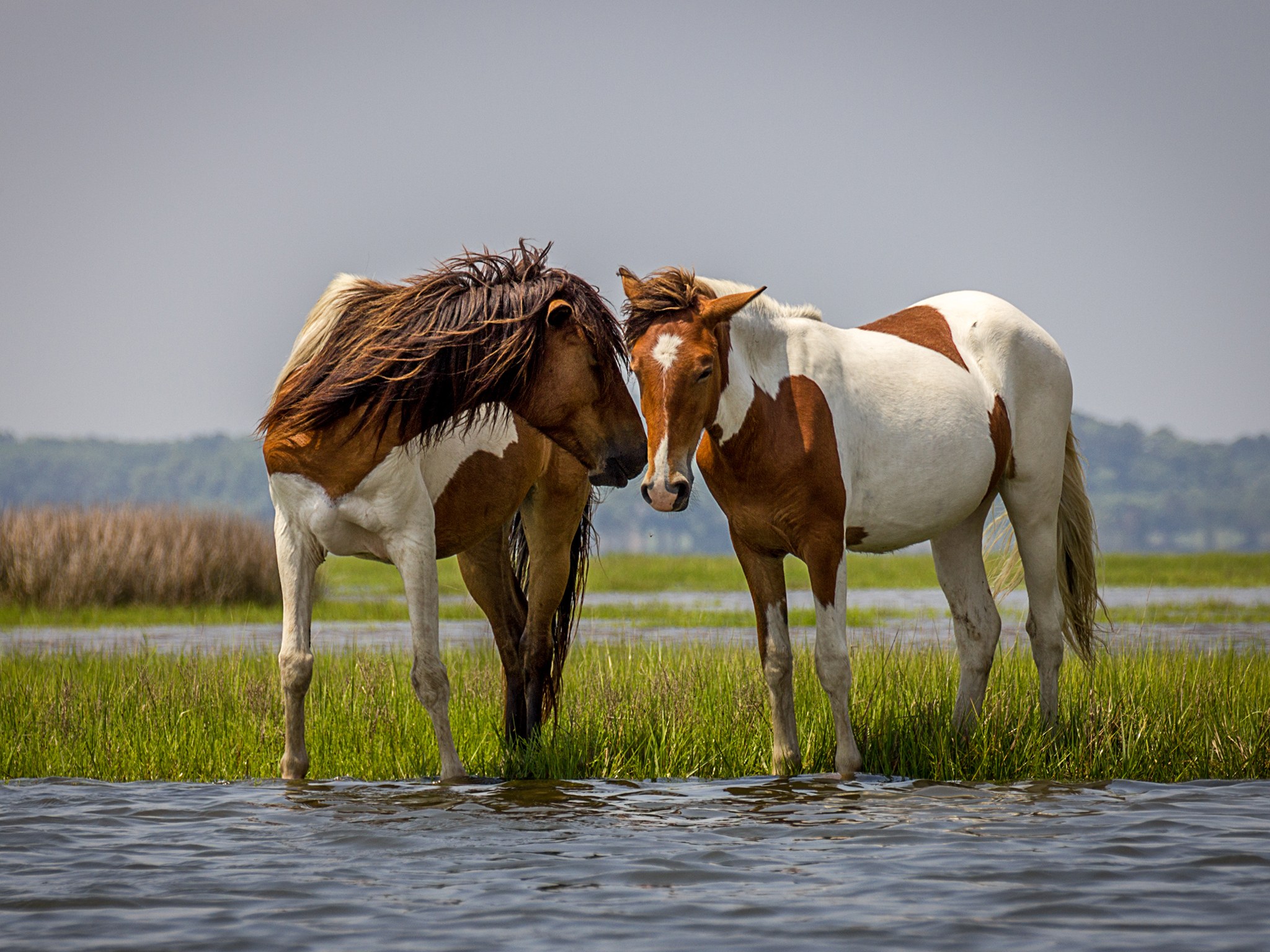 Assateague-Island-GettyImages-453379671.jpg