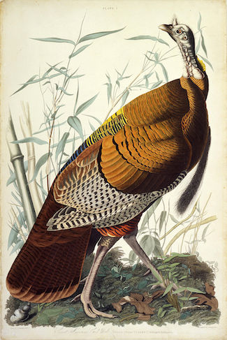 AudubonTurkey.jpg