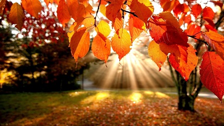 Autumn-Leaves-sunshine.jpg