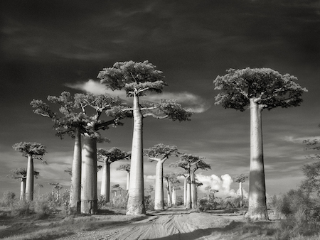 Avenue-of-the-Baobabs_02.jpg