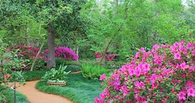 Azaleas.jpg