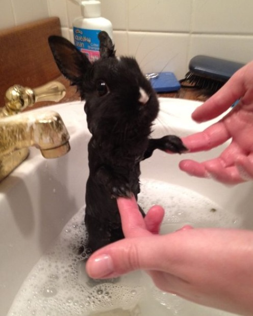 BUNNYBATH.png-large