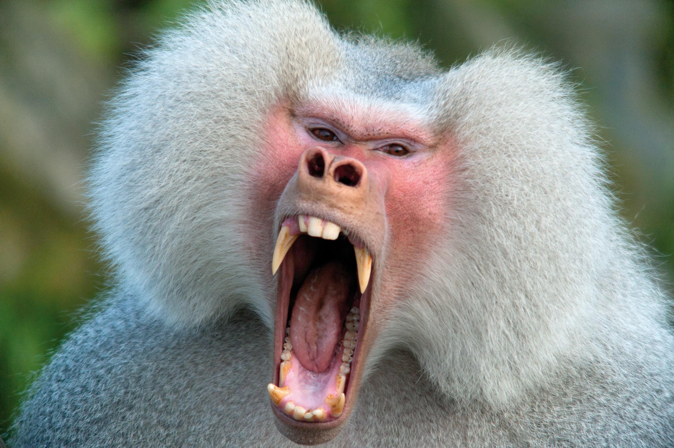 Baboon.jpg