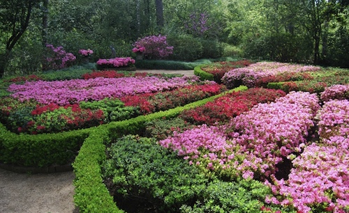 BayouBendAzaleas.jpg