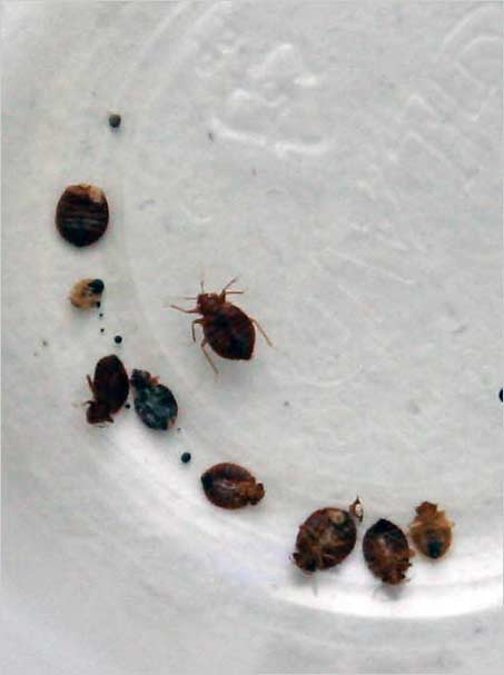 Bedbugs.bmp