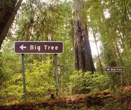 BigTreeSign.jpg