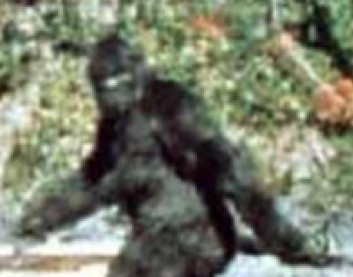 Bigfoot_Closeup.jpg